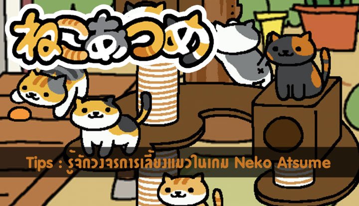 Tips : เกมส์เลี้ยงแมวในเกม Neko Atsume สำหรับมือใหม่เพิ่งเริ่มหัดเลี้ยง